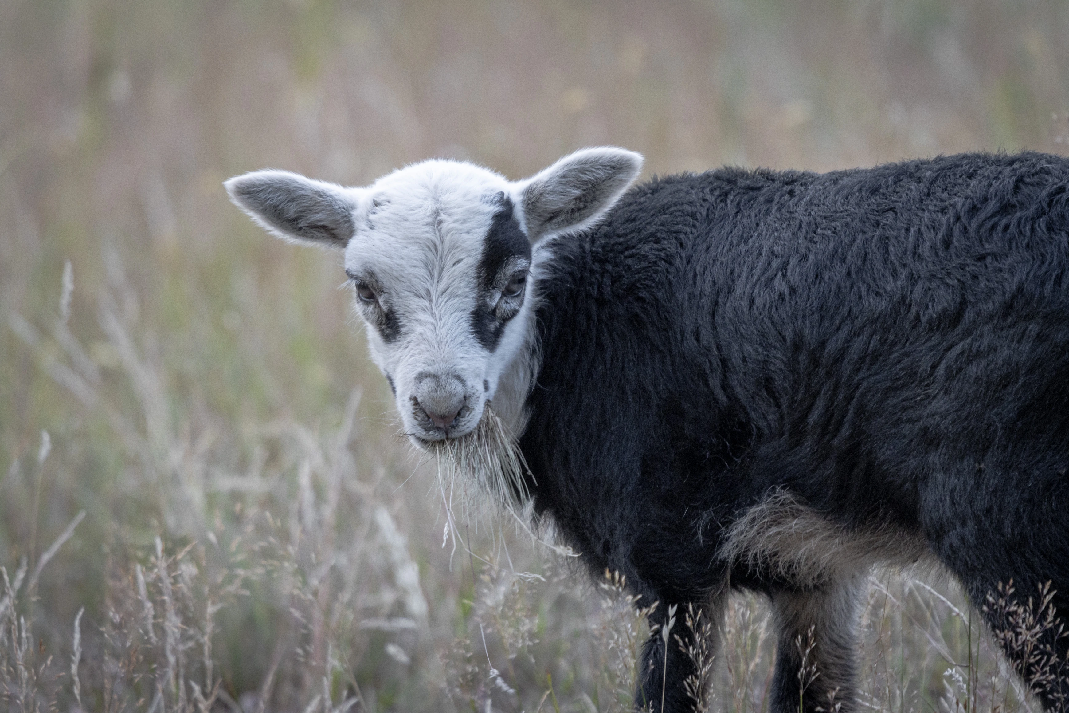 Nature & Wildlife - Image 13